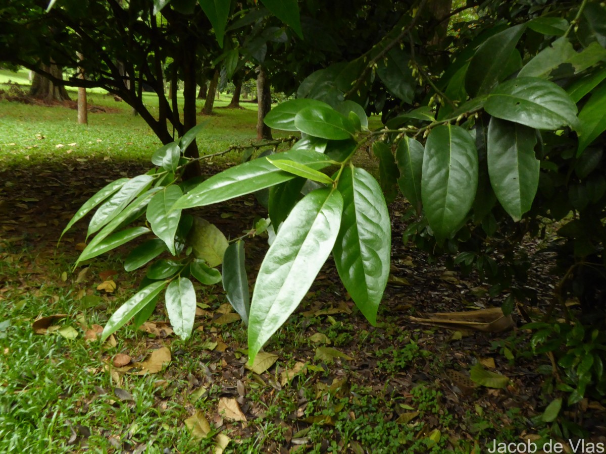 Diospyros walkeri (Wight) Gürke